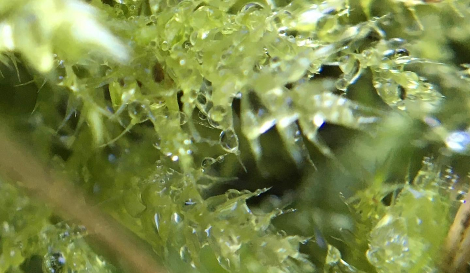 close up of spagnum moss