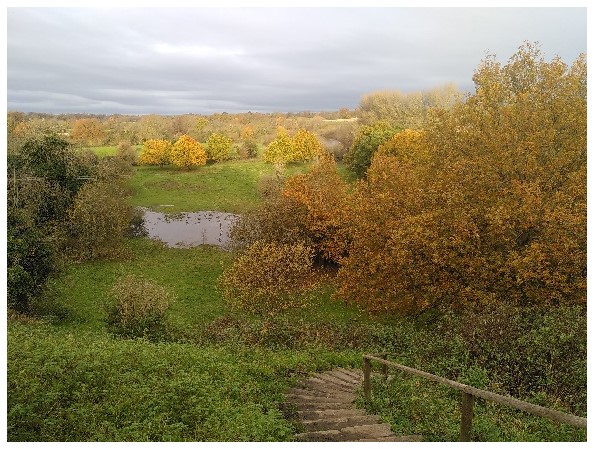 view of fields and poplars