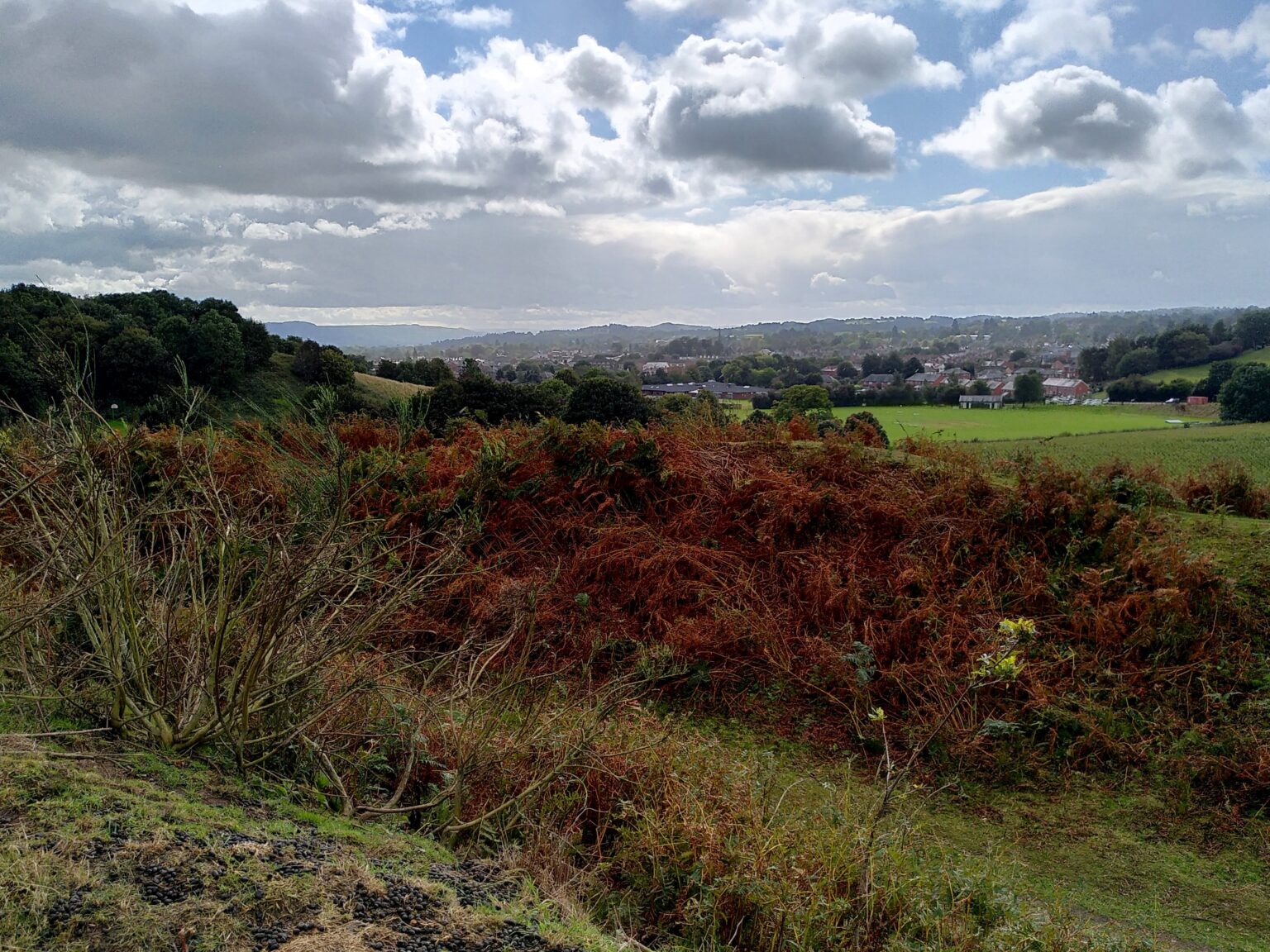 A tree covered hill top with rusty red bracken below overlooking green fields and the town of Oswestry