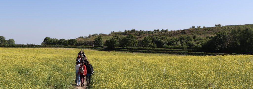 people walking on a path through yellow mustard flowers on a sunny day. Oswestry Hill Fort in the distance